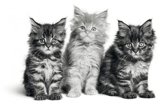 cats